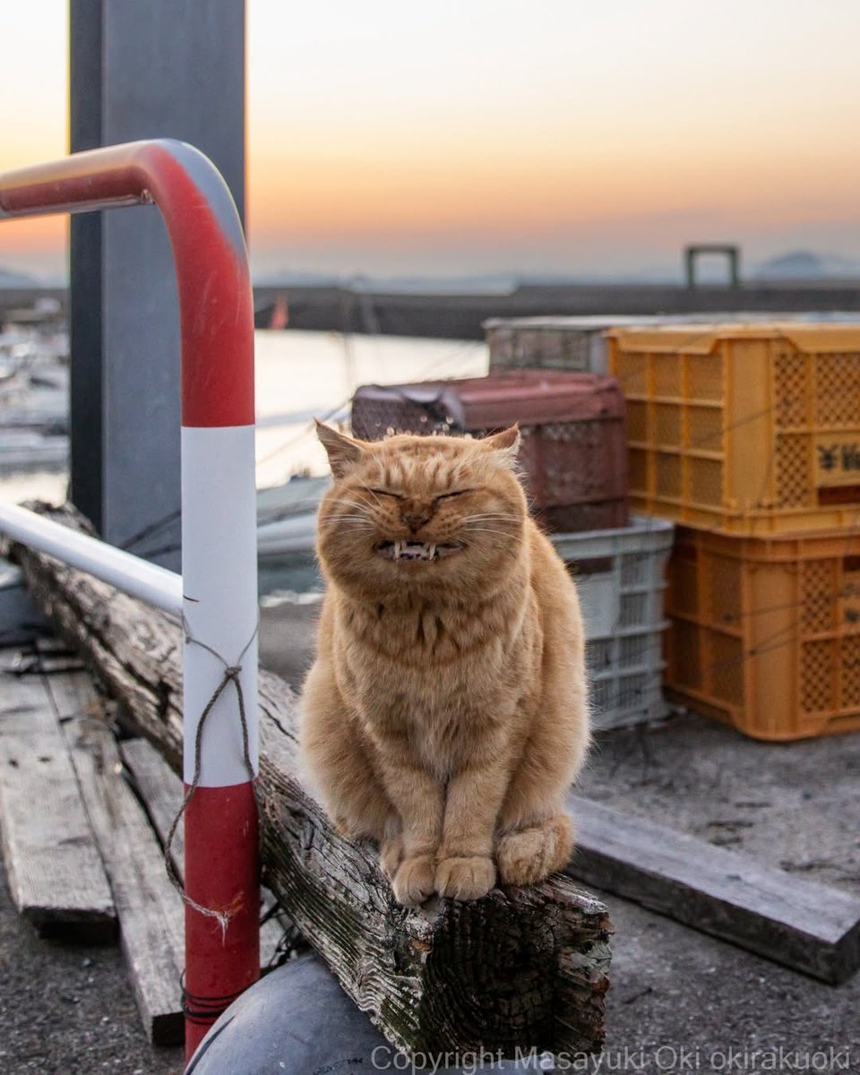 folkative tweet media