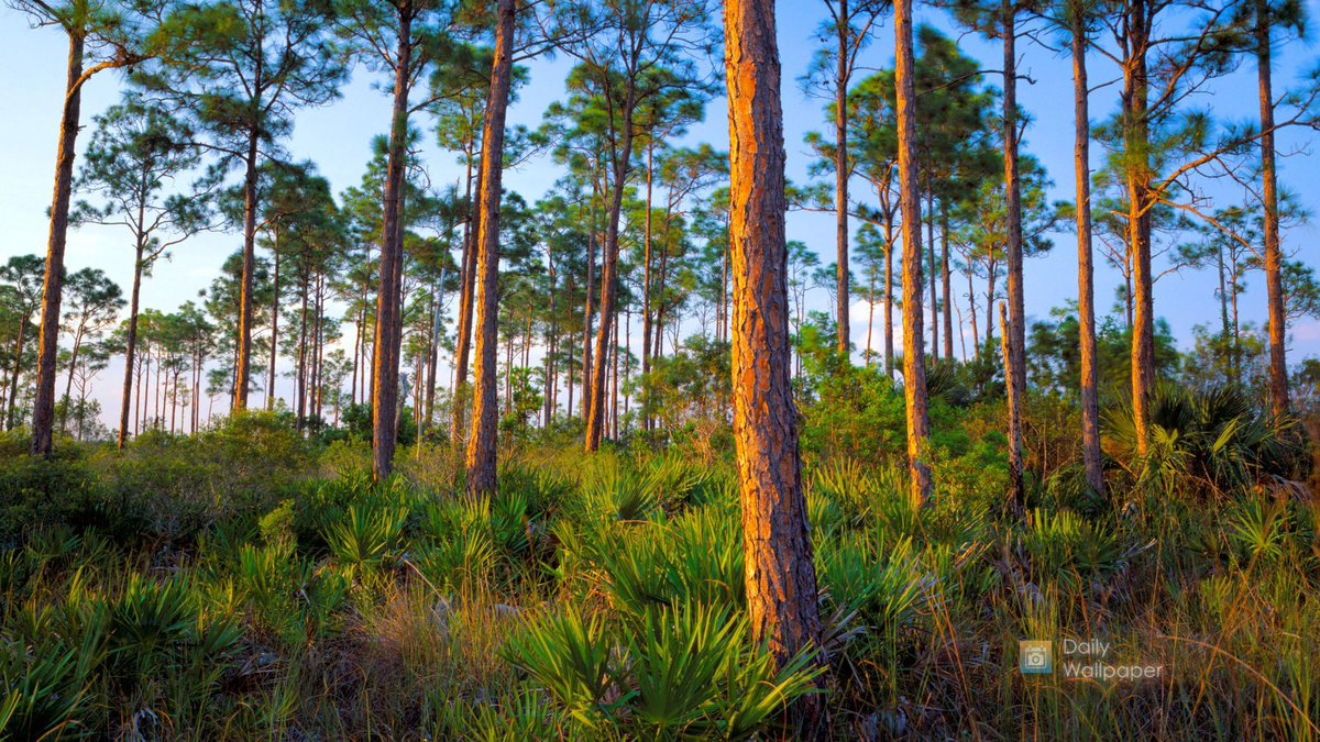 📸 Bing wallpaper of the day:

Forest hammock of slash pine and saw palmetto, Everglades National Park, Florida (© Mary Liz Austin/Alamy)

📲 Daily Wallpaper for iOS/Mac dailywallpaperapp.com/appstore

#photography #wallpapers #bing