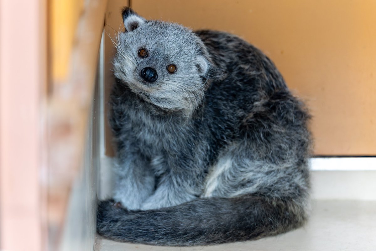 空白寺 tweet media