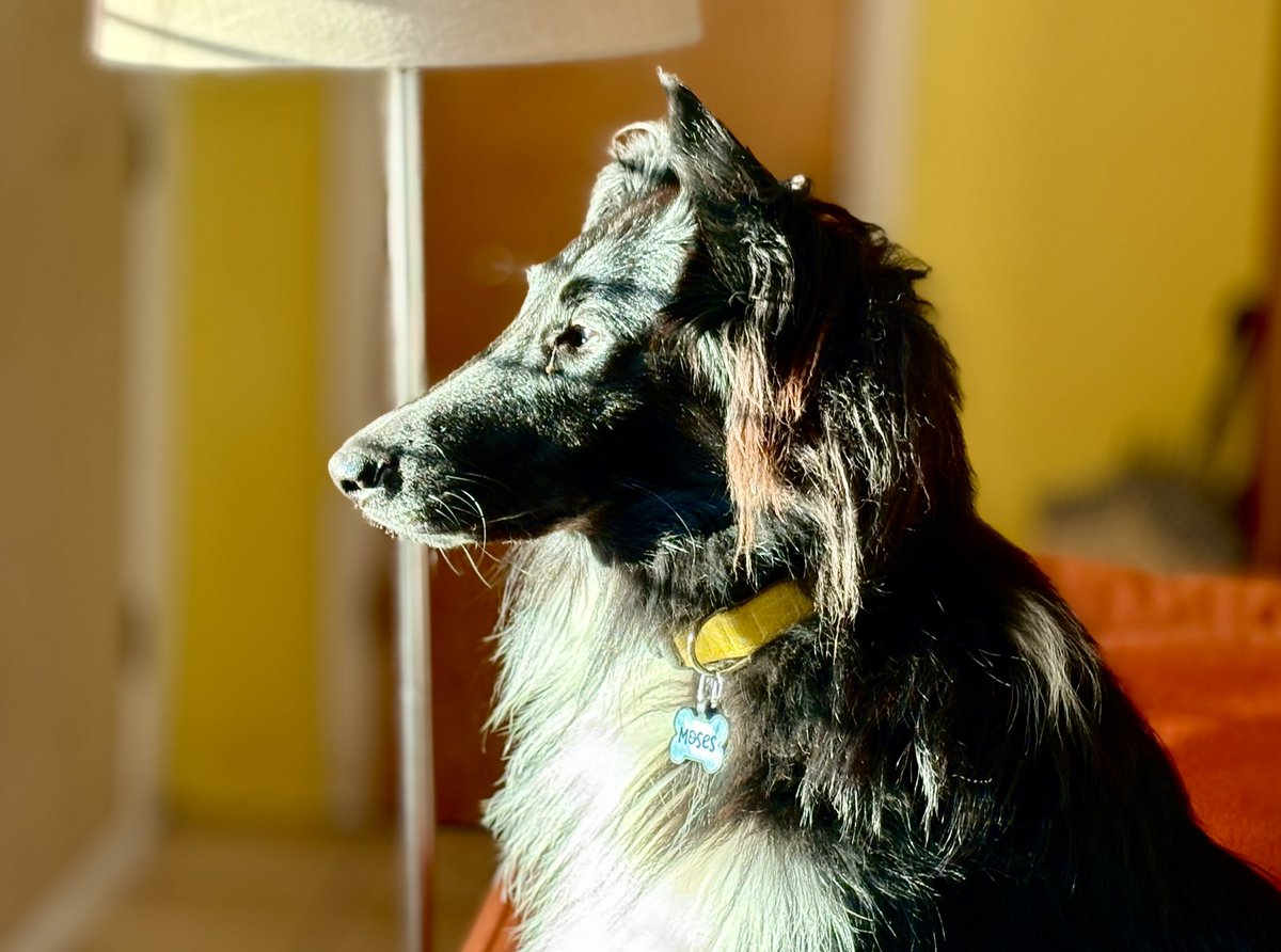 WilmaBenton19's tweet image. I can see the weekend! 
#dogsofx #dogsoftwitter