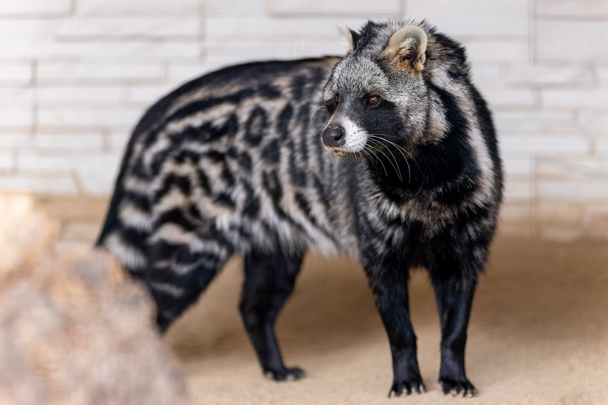 空白寺 tweet media