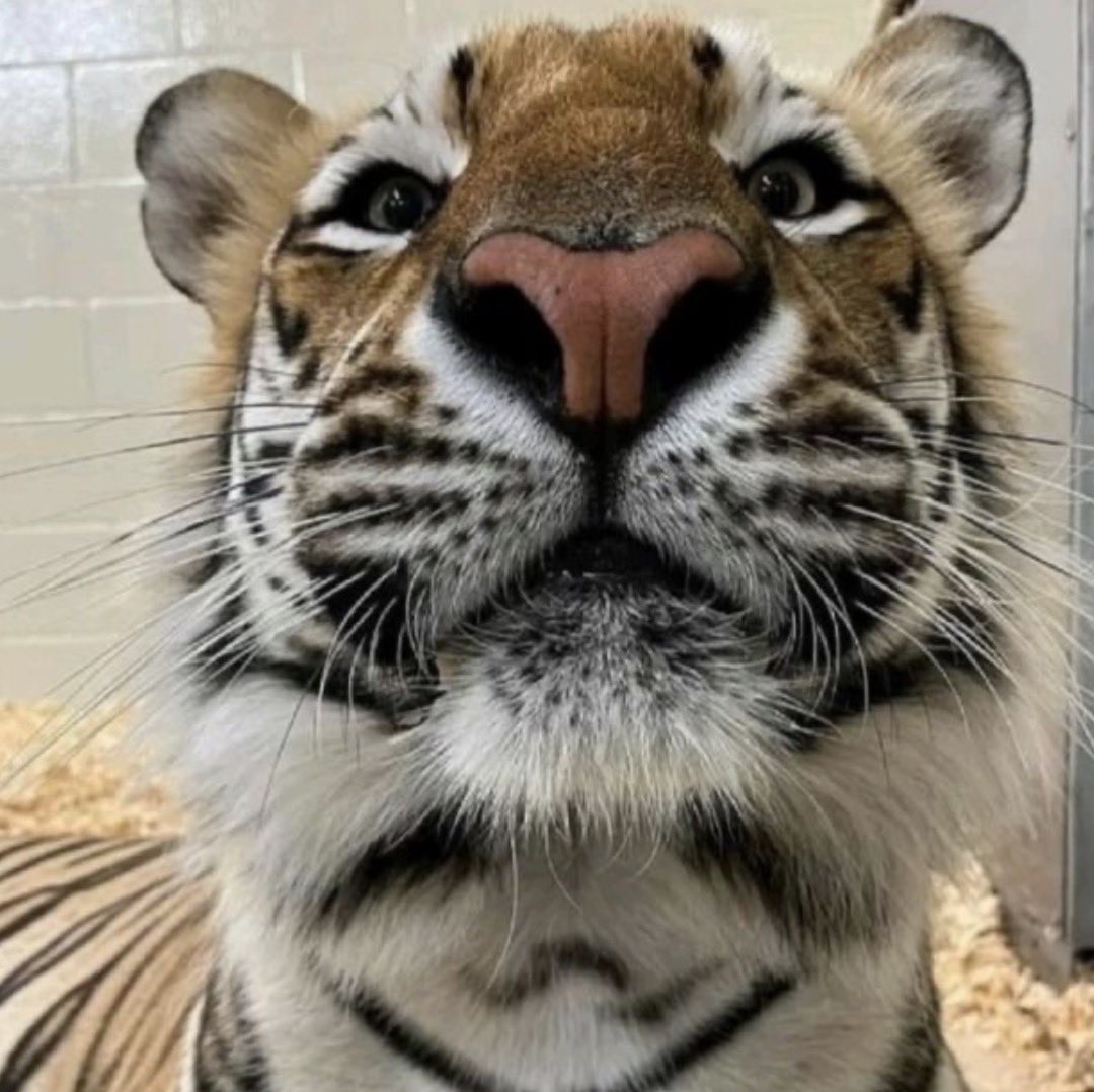 ts_tiger_'s tweet photo. https://t.co/FLaWg0xexm