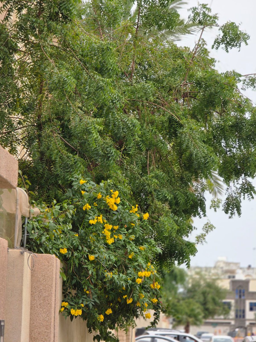 sharpsp's tweet image. Some souls bloom quietly, just like flowers—soft, beautiful, and full of life.
#mood