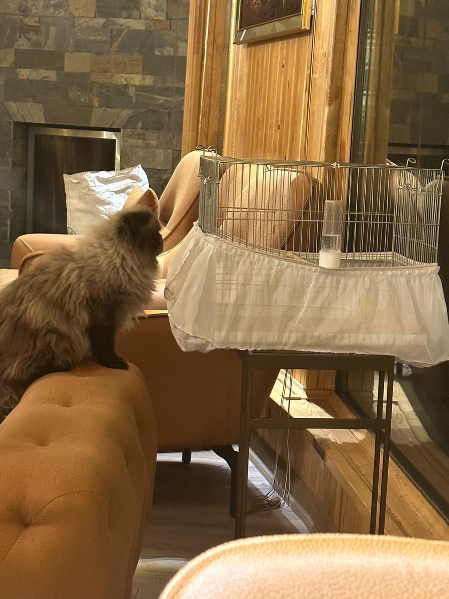 Mehmet Mustafa Gürban tweet media