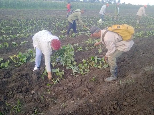 #CTCGRANMA <a href="/JoseAPerezP/">Jose Antonio Pérez Pérez</a> Trabajadores de la Empresa de derivados de la caña de azúcar Arquímedes Colima defendiendo la patria desde su pedacito #LaPatriaseDefiende #PorCubaJuntosCreamos