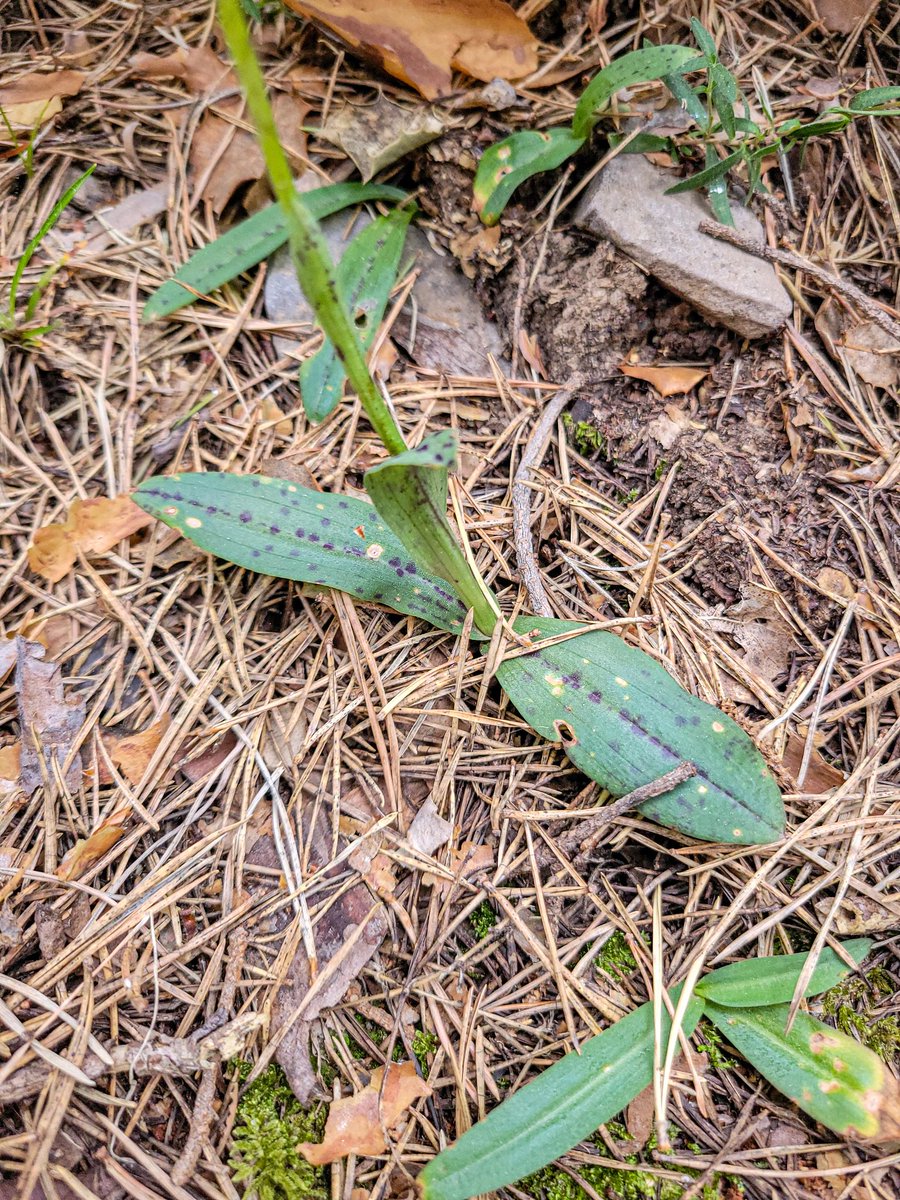 Ana.fase00 tweet media