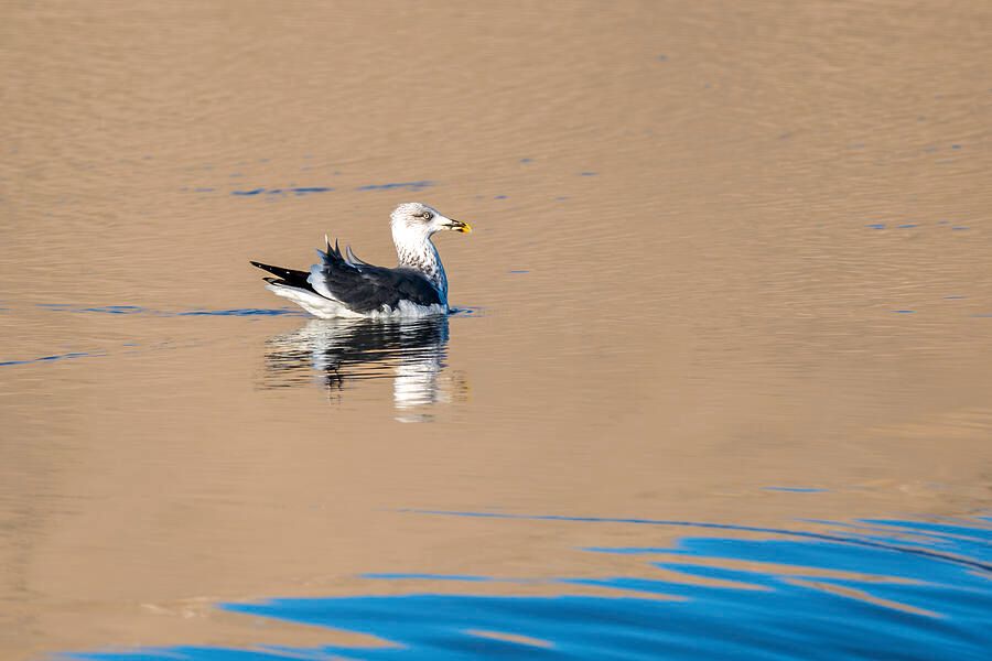DebraMartz's tweet image. This was the 3rd year in a row that I saw this species of Gull (Lesser Black-backed) in Oklahoma. Photographed at the Great Salt Plains State Park.

pixels.com/featured/lesse…
@DebraMartz
#LesserBlackBackedGull #seagull #bird #shorebird #aves #featheredfriends #giftideas #birdlovers