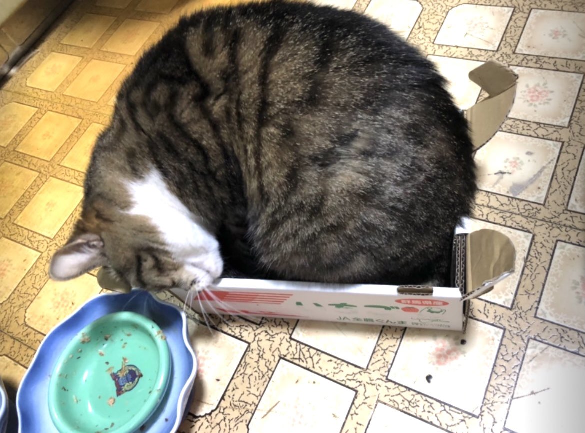 赤さん tweet media