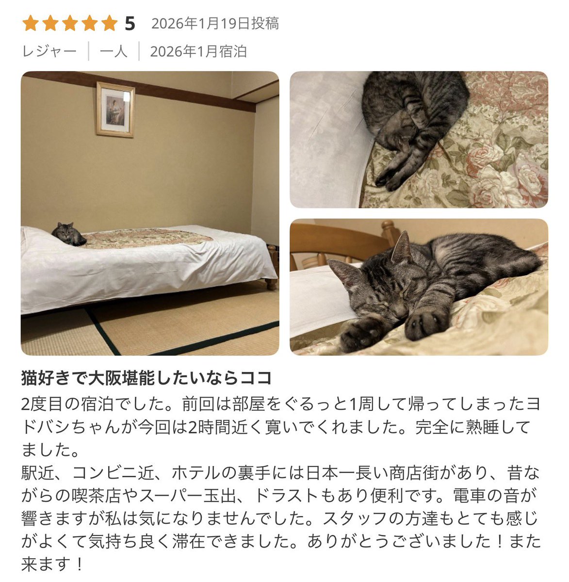大阪の猫ちゃん放し飼い＆気まぐれでお部屋に遊びに来てくれるホテル、猫好きにはたまらなさすぎる