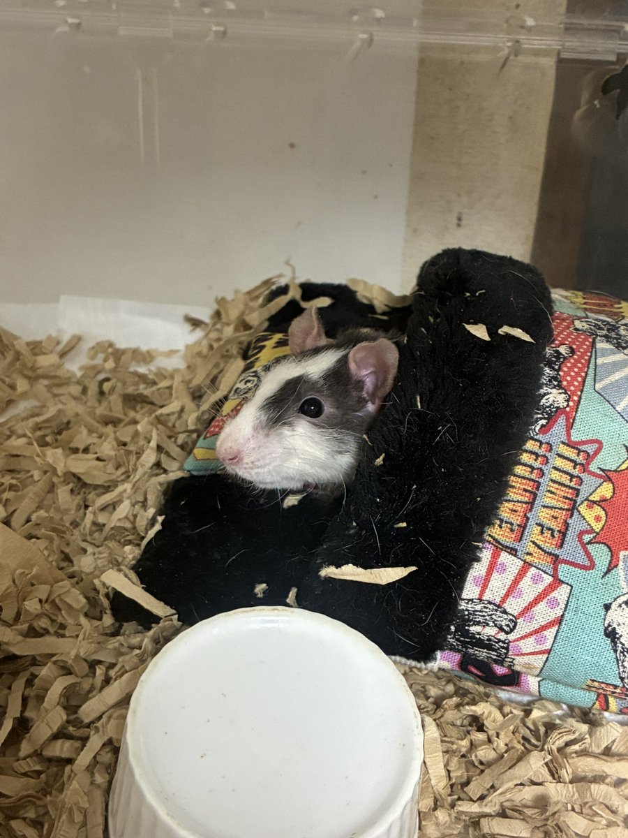 飼い主帰宅したみたいでちゅ。

おかえりー　ちゅっ💋