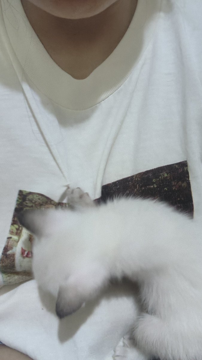 cat holic tweet media