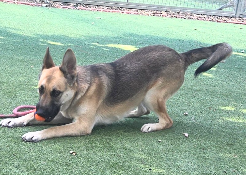 Spry pup, Rambo (#A2265707), a 9-month-old male Shepherd, ready for adoption. He's easy to leash w/ mild pull on walks, plays well w/ dogs, likes the Jolly ball, sits for treats and takes gently.🎾💚 Meet w/o an appt at East Valley Shelter; <a href="/LACityPets/">LA Animal Services</a>; 
laanimalservices.com/shelters/east-…