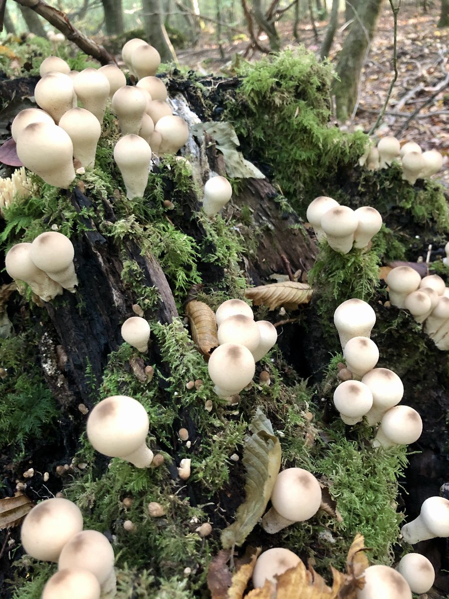 ErikErgens tweet media