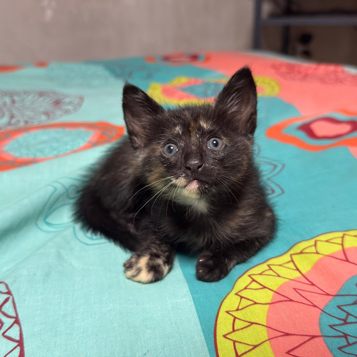 En diciembre apareció una gata en el patio de casa y le empezamos a dar de comer para después descubrir que estaba embarazada, la cuidamos y a ella la vamos a adoptar pero no podemos quedarnos los gatitos 😔 así que hermanas si alguien de zona sur quiere un gatito me mandan dm