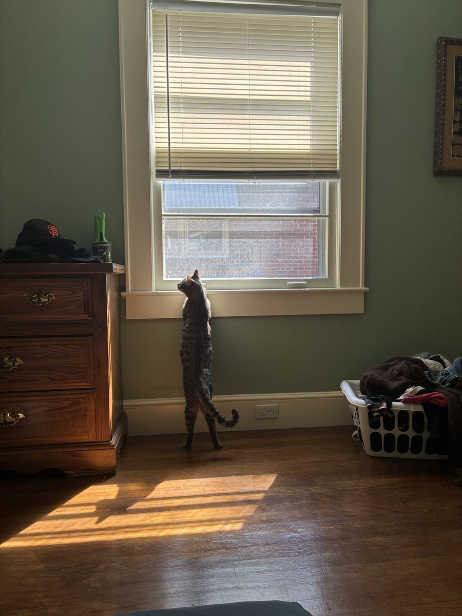 bropiates's tweet photo. i just got a great job with a gobbledygook title (literacy facilitator which means “teacher coach.”) i’m happy but less funny. moving to charlotte over the summer. here’s chicken biscuit in the sunshine. https://t.co/Nz0ZH4hzrD