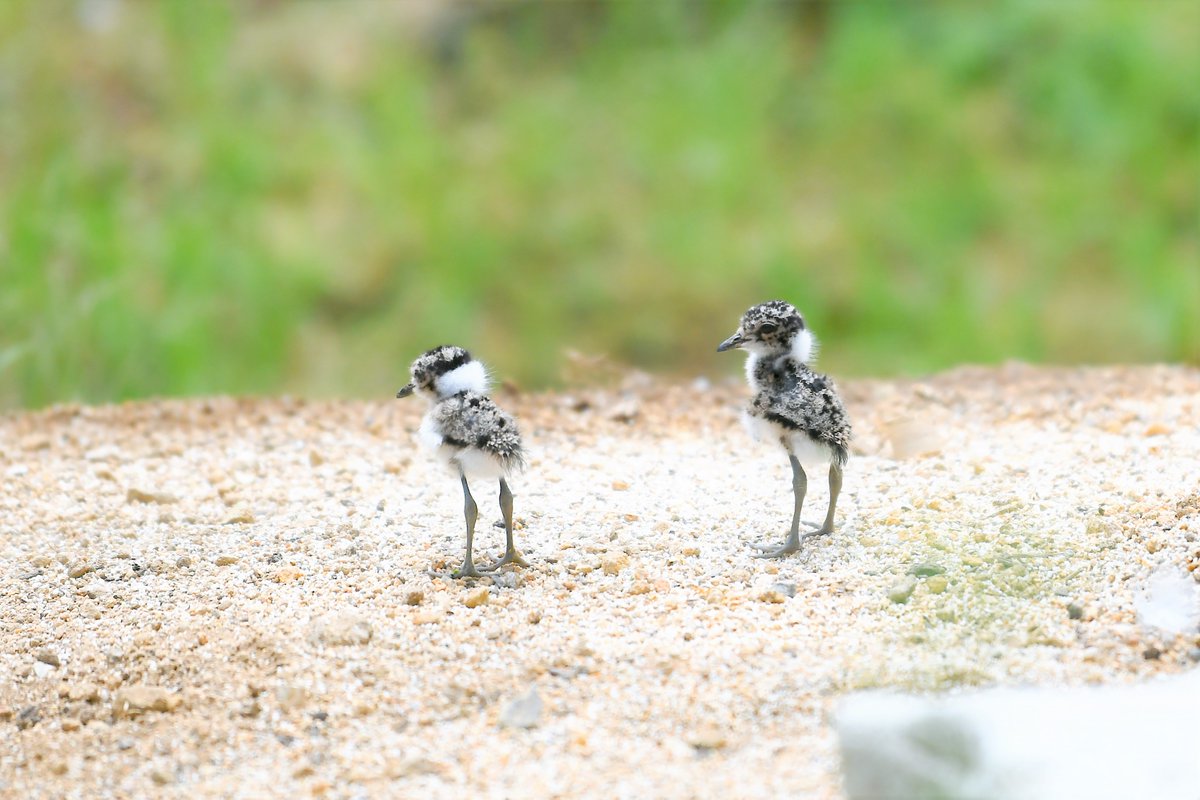 空白寺 tweet media