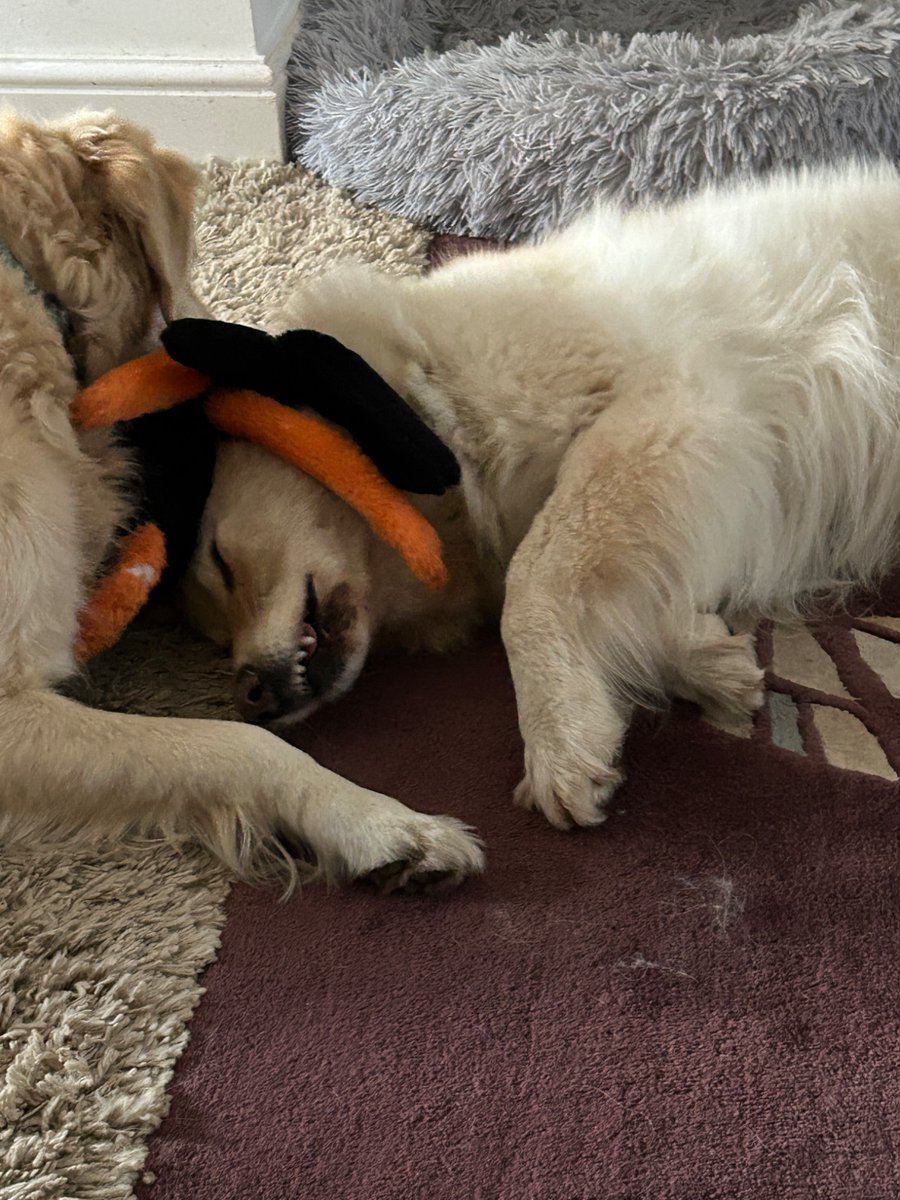 boatypat's tweet image. Attempted #stuffysnatch in progress #retriever #gsd #dogsoftwitter