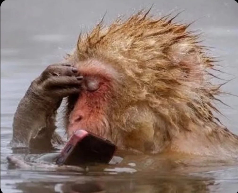 에메리에두지트(Emerie.duzit)💨🥦🍃 tweet media