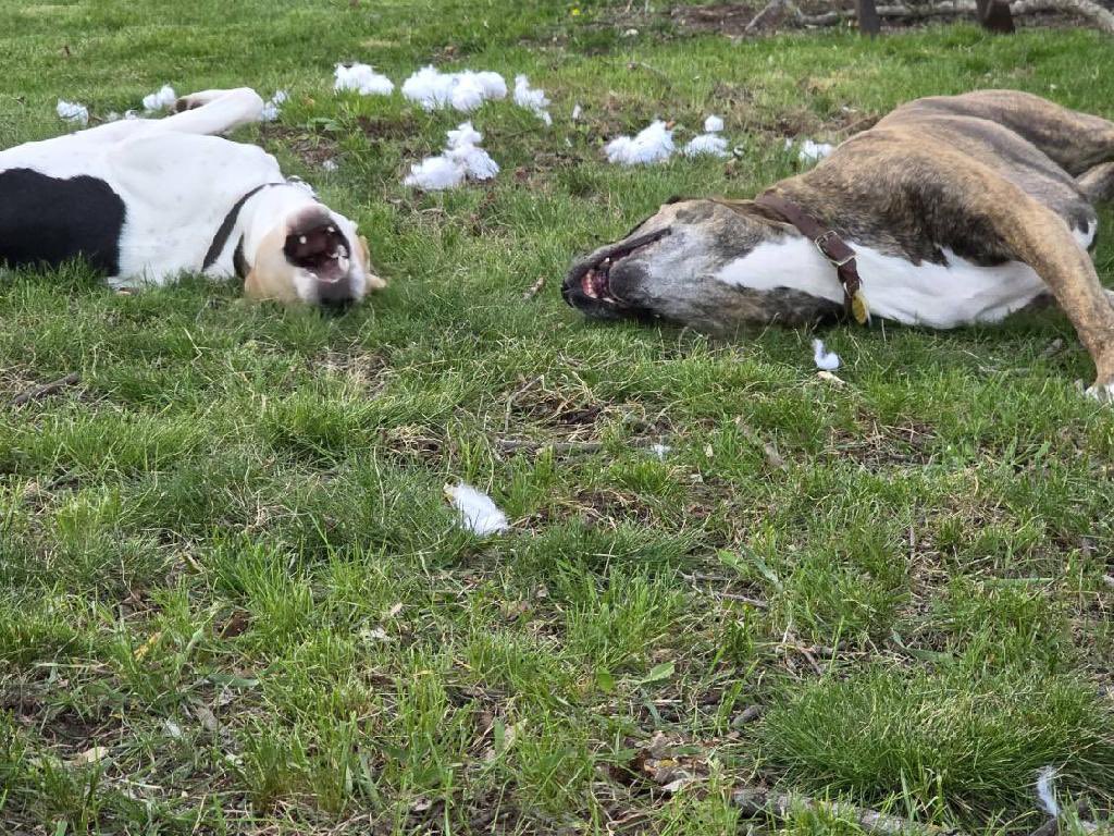 Lola Patolla tweet media