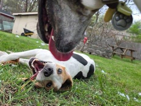 Lola Patolla tweet media