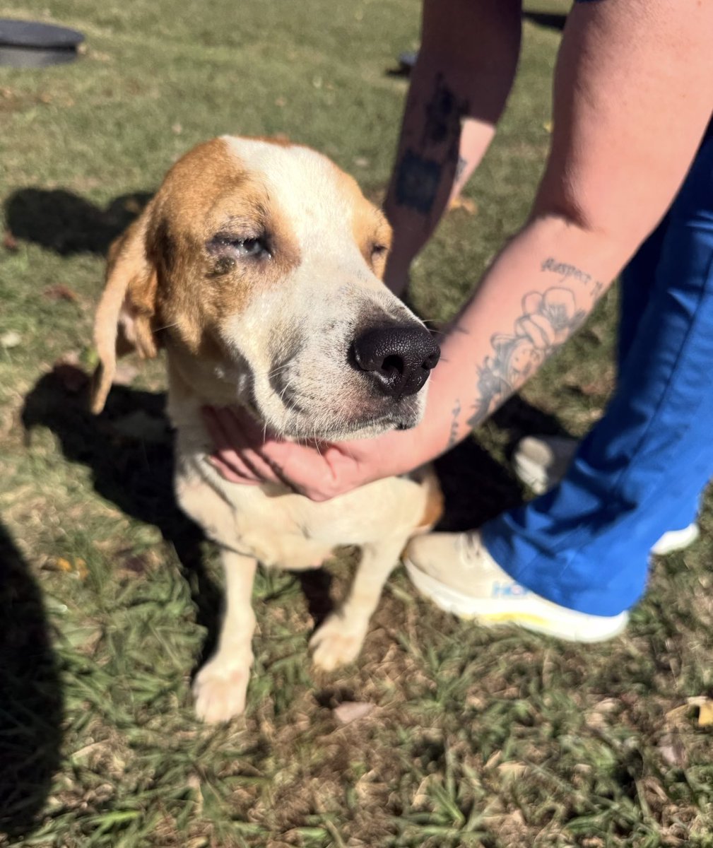 Lola Patolla tweet media