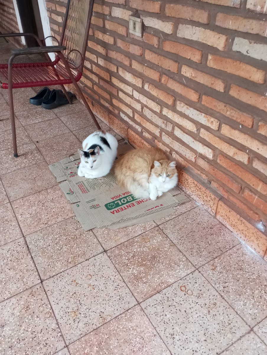 Jacky_CCP's tweet photo. @koalandeMichi Cuando no es hora de pelear están tranquilas y juntitas chismoseando https://t.co/GKvXVHsw5O