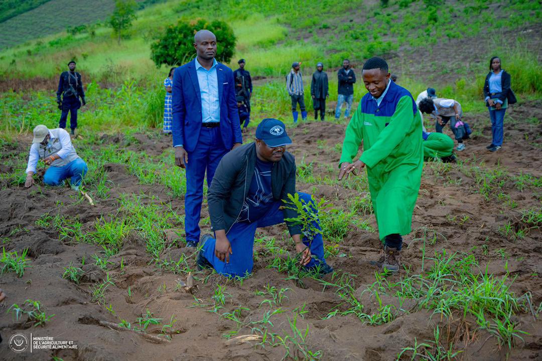 butondonzangi's tweet photo. À Maluku, nous avons lancé la culture du macadamia, une filière d’avenir pour une agriculture rentable et durable !

Avec un prix pouvant atteindre 18$/kg et une production dès 3 ans, cette culture offre de vraies opportunités de revenus pour nos agriculteurs.

Des plantules greffées gratuites pour les 100 premiers hectares sont mises à disposition afin d’encourager l’adhésion des communautés locales.

Cap sur la revanche du sol sur le sous-sol ! 

#RDC #Agriculture #Macadamia #InvestirAuCongo #SécuritéAlimentaire