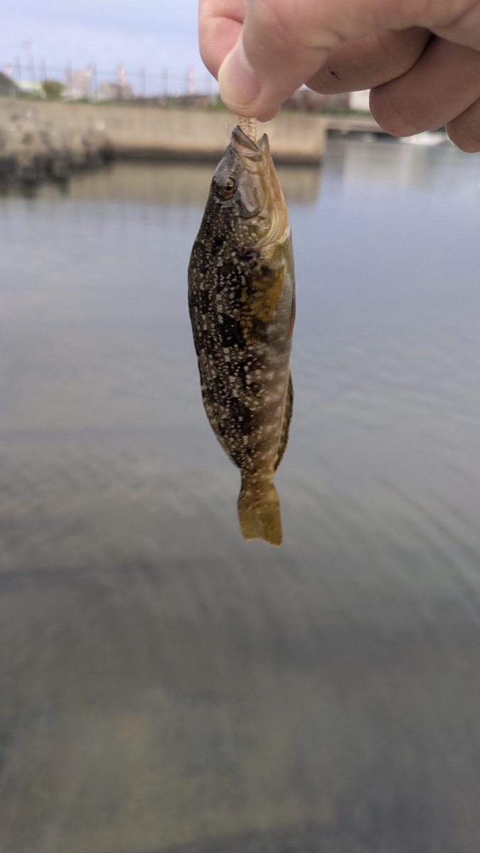 レイトウ教授　🎀໒꒱｡* tweet media