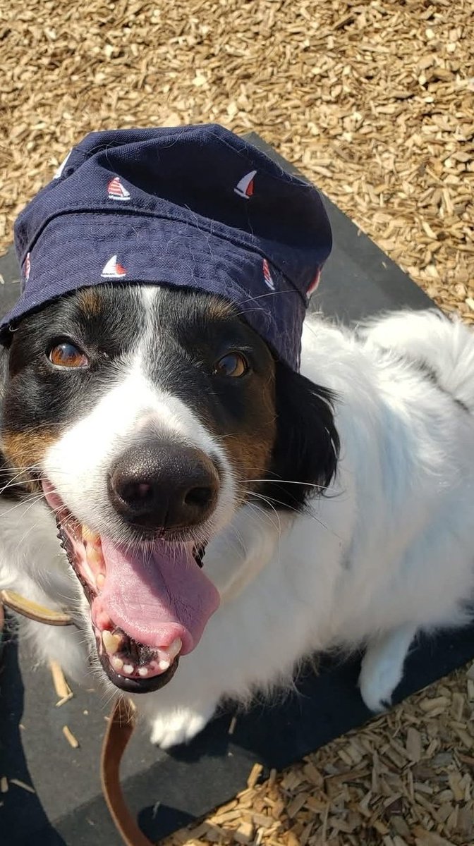 AuthorsB50264's tweet image. Rosie is here to remind you... if you read a book, write a review! 🥰🥰🙌📚📚📚📚📚📚📚📚📚📚📚📚📚📚

#writingcommunity #author #read #book #authorsgoforbroke