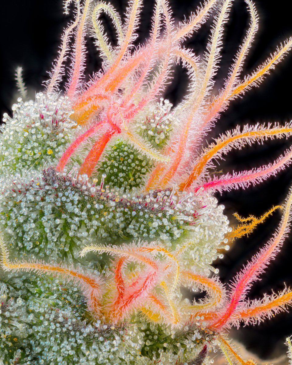 High Times tweet media