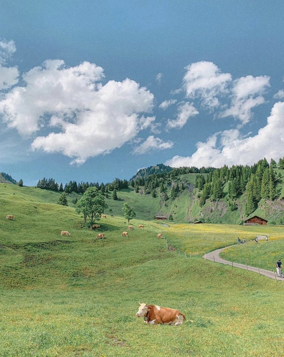 dorthere's tweet image. Hump day calls for a midweek treat - Bi D. Phạm