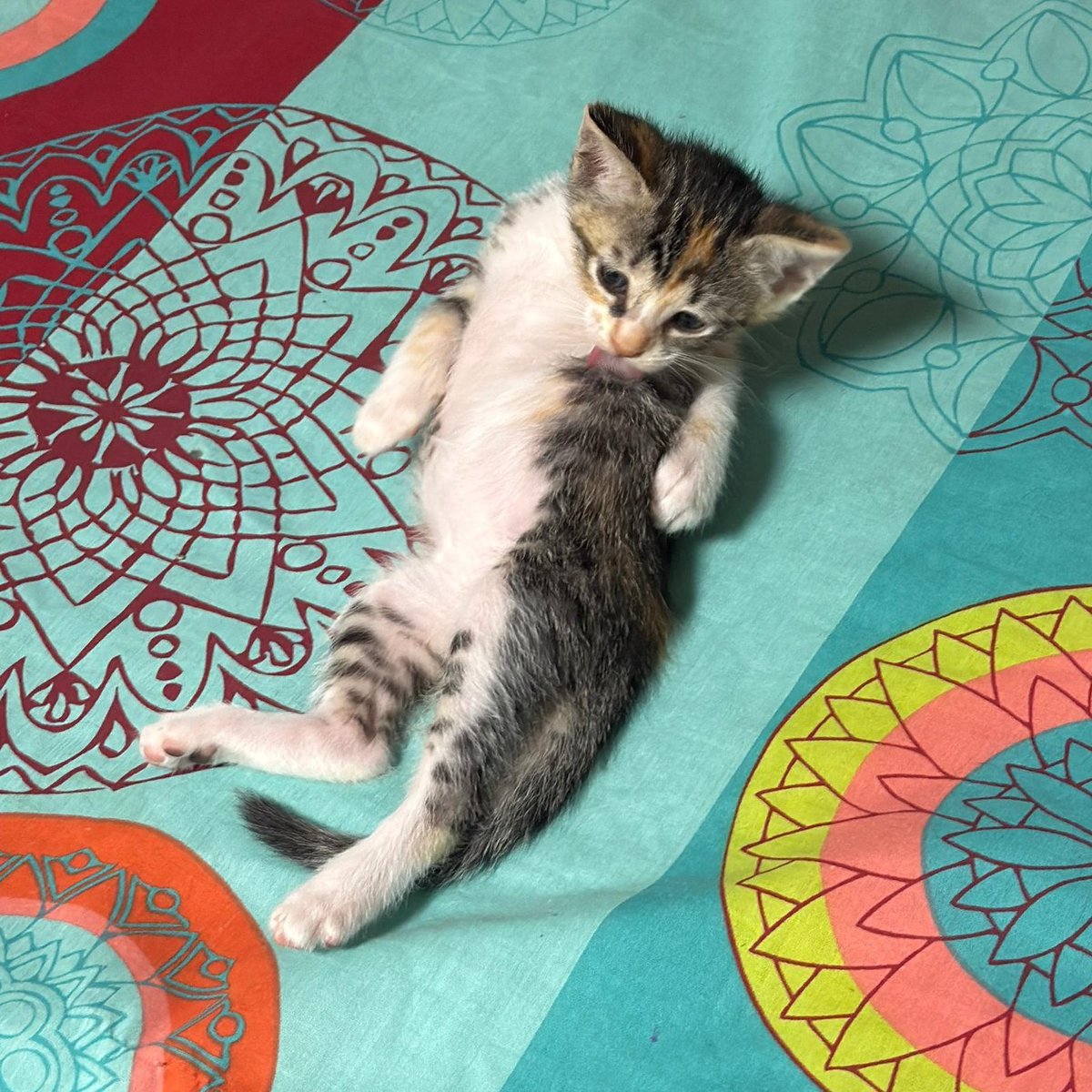 Más fotos porque son muy tiernos 🥺