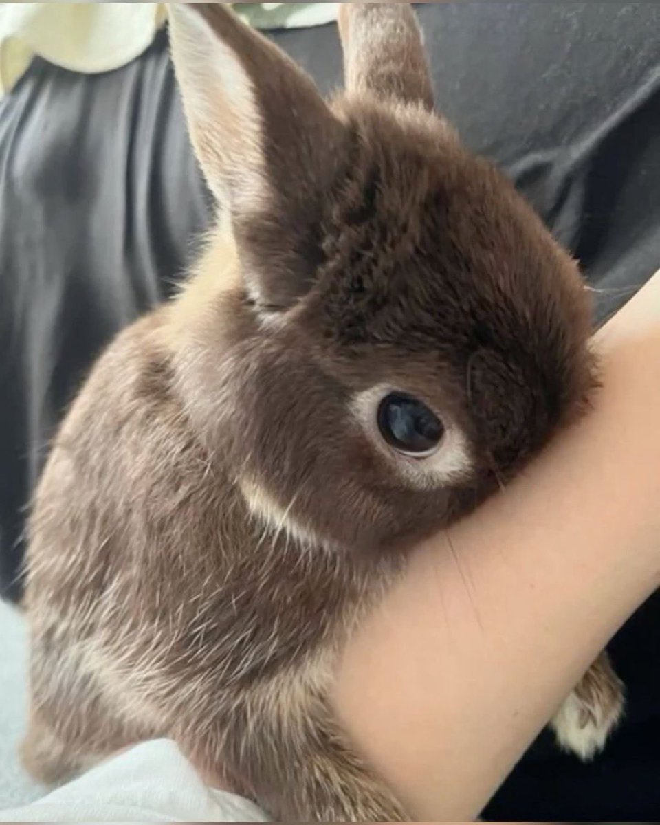 angelbun ૮ ˶ᵔ ᵕ ᵔ˶ ა Θ∆ 🏳️‍⚧️ tweet media