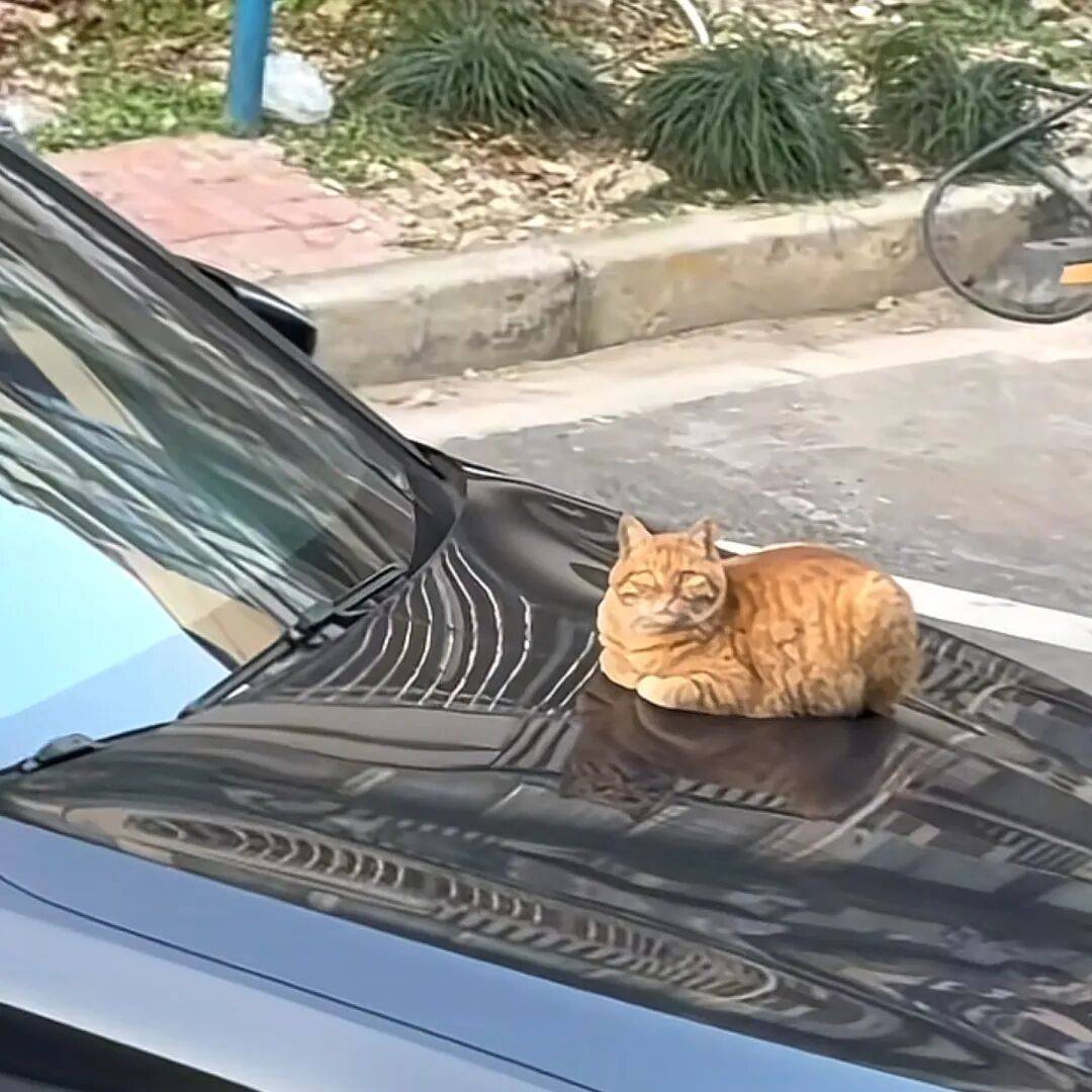 amr neana tweet media