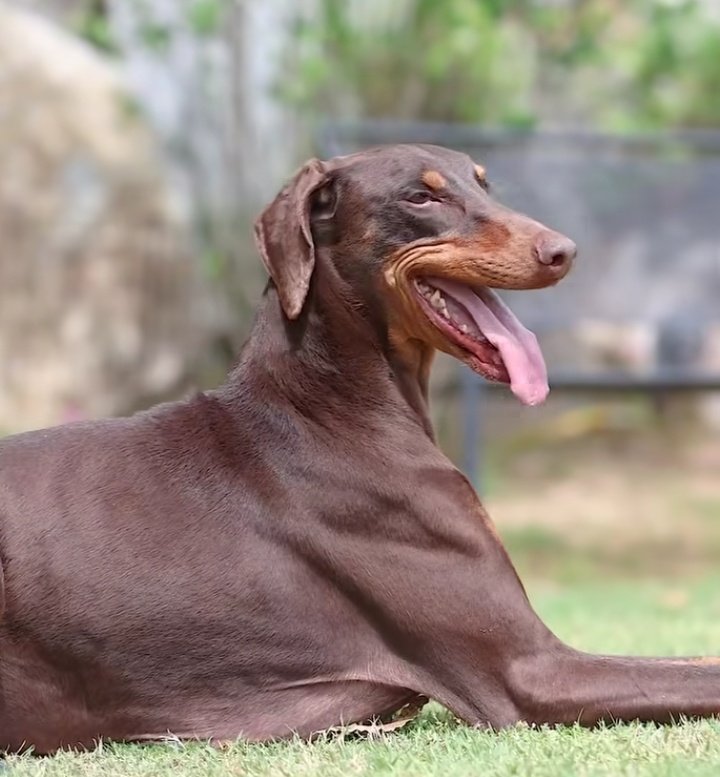 Info Jungkook Brasil tweet media