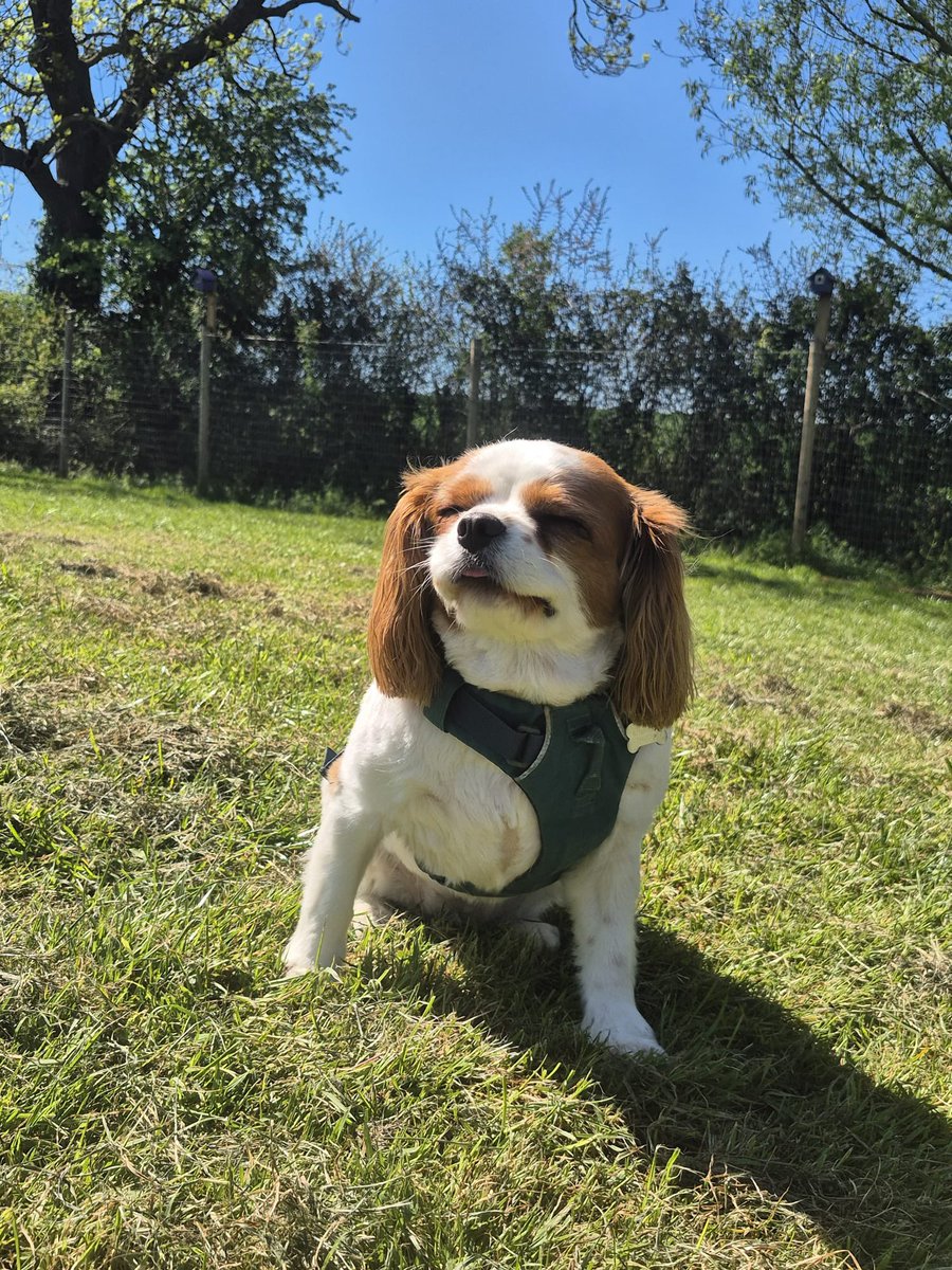 zivalola121's tweet image. Took a moment on me #walkies to enjoy de sun ☀️☀️☀️☀️