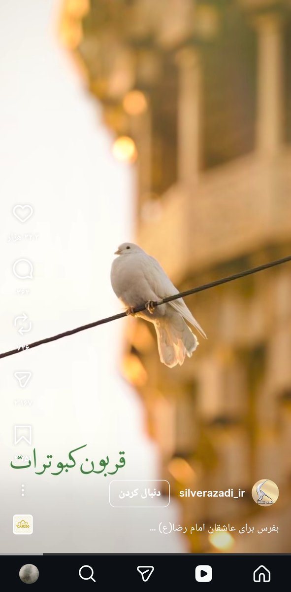 دُر دانه tweet media