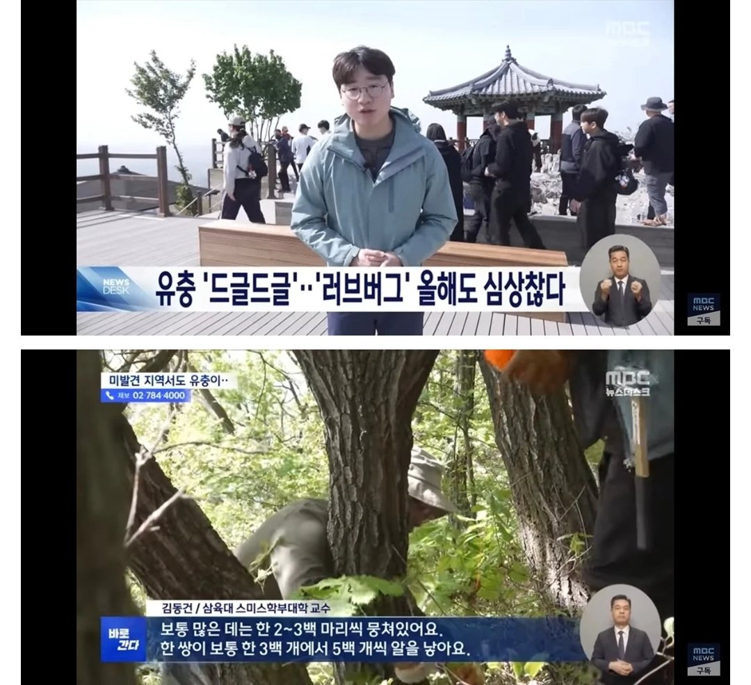 러브버그 유충으로 추정되는 사진(온라인 공유)