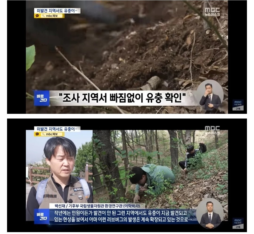 러브버그 관련 온라인 공유 이미지(추정)