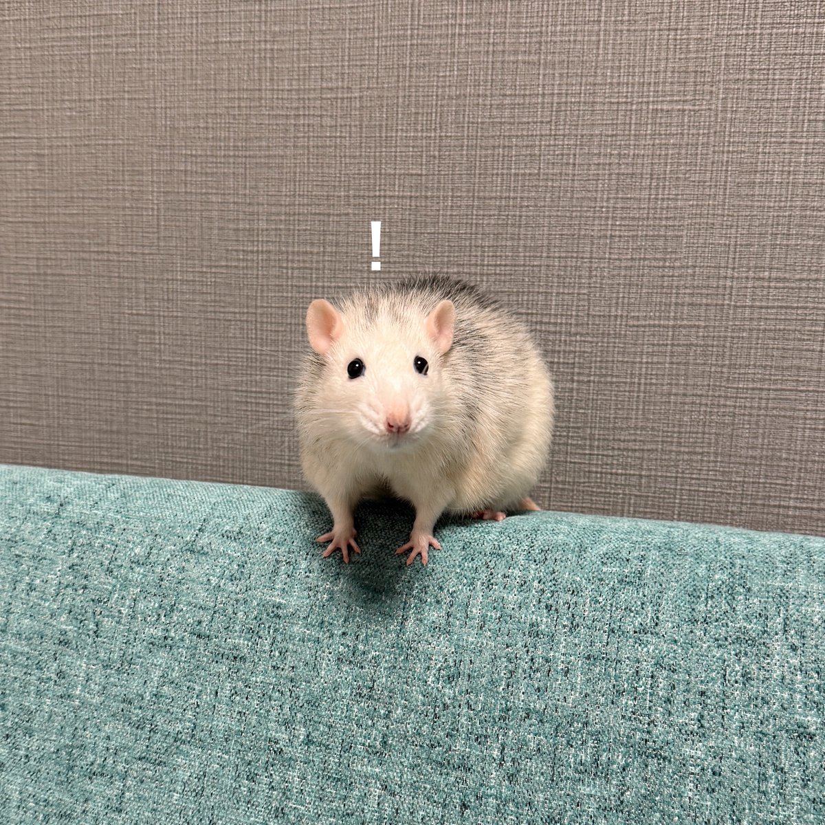 ドブ美 tweet media