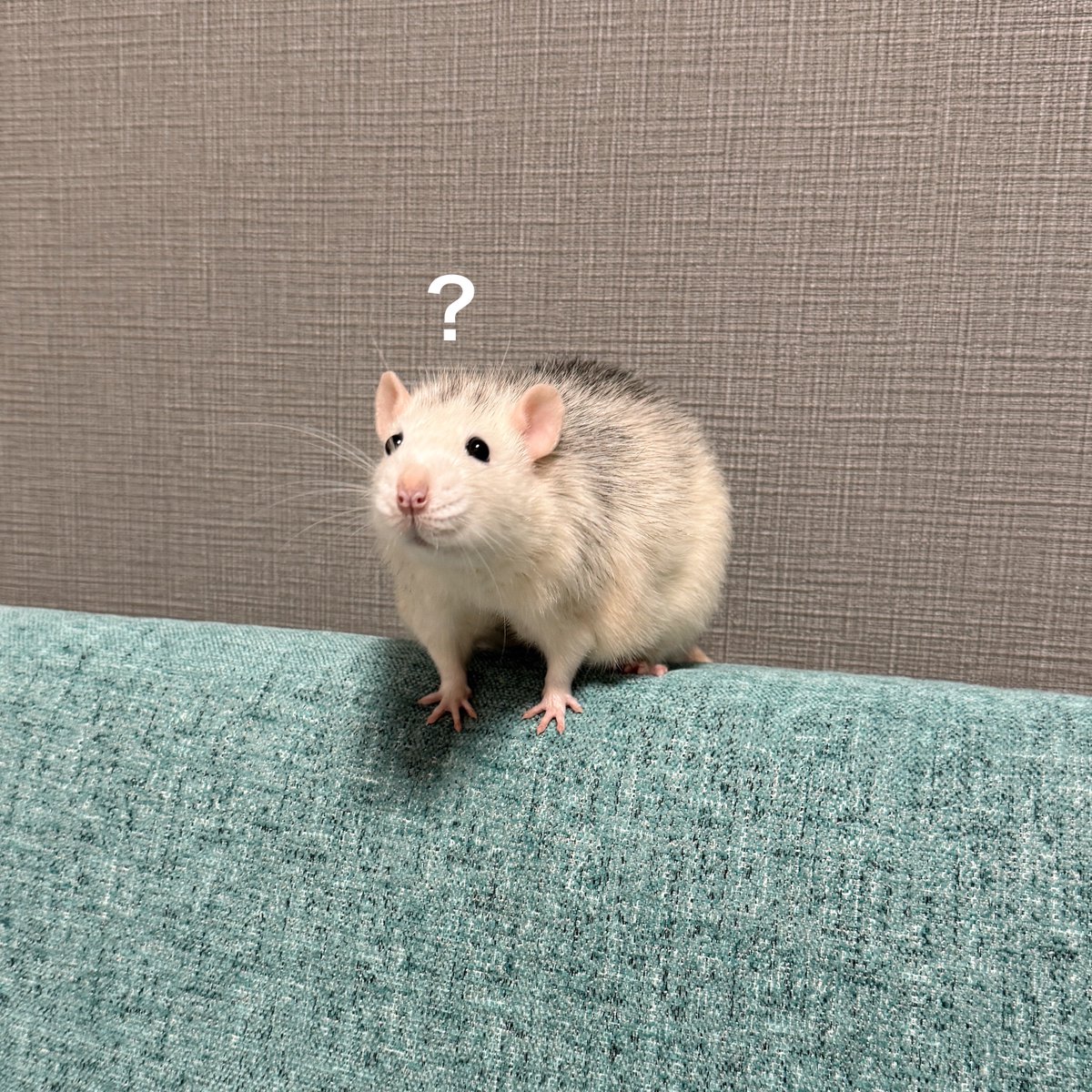 ドブ美 tweet media