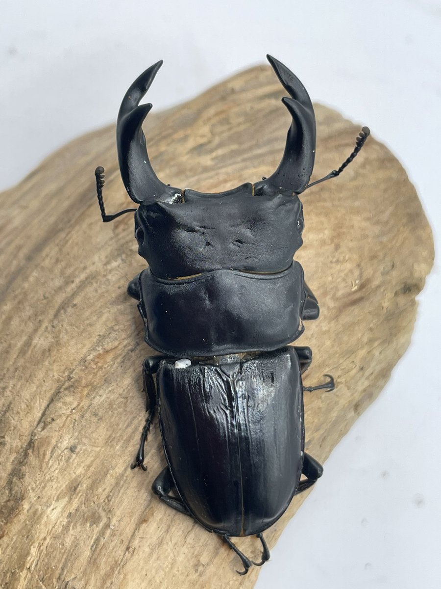 DearInsect's tweet photo. プチ入荷！

国産オオクワなど入荷しました！

https://t.co/nyZdv2qJvG https://t.co/QxXMZBSsz5