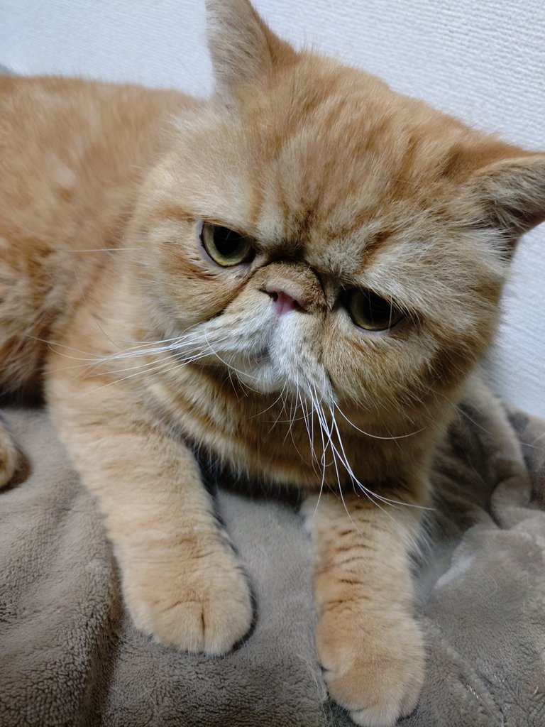 猫にゃん tweet media