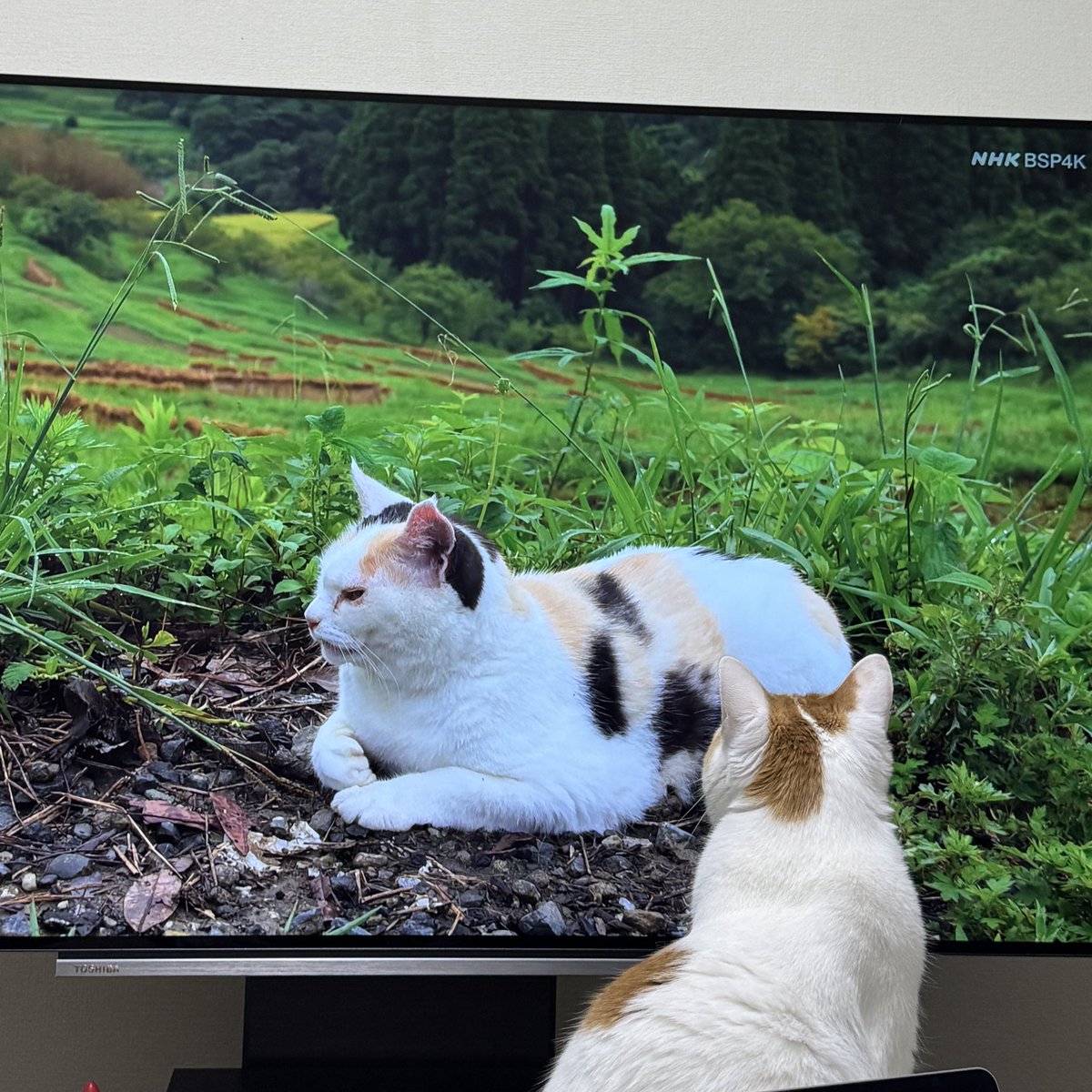 にこちゃんの日常😺✨ tweet media