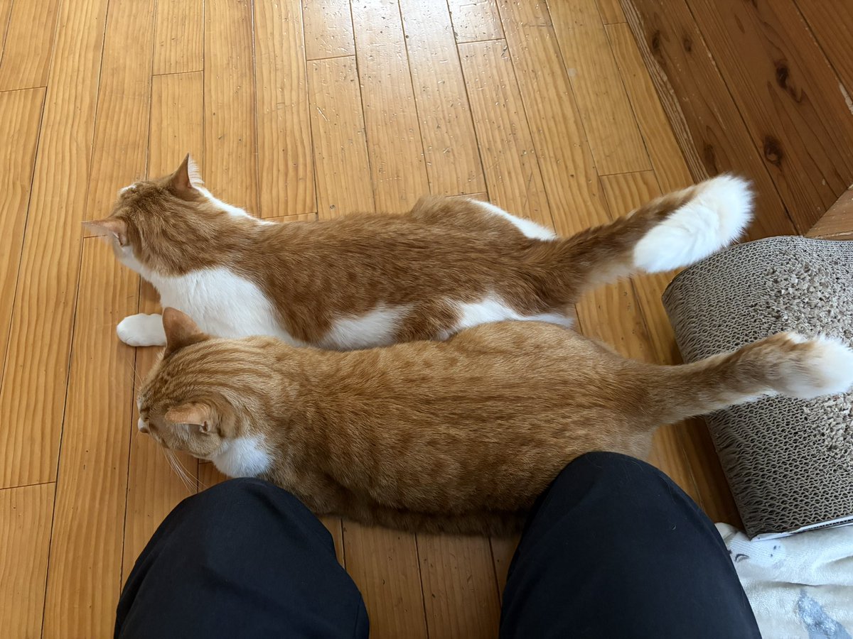 一條マサヒデ（にざ）♨ tweet media