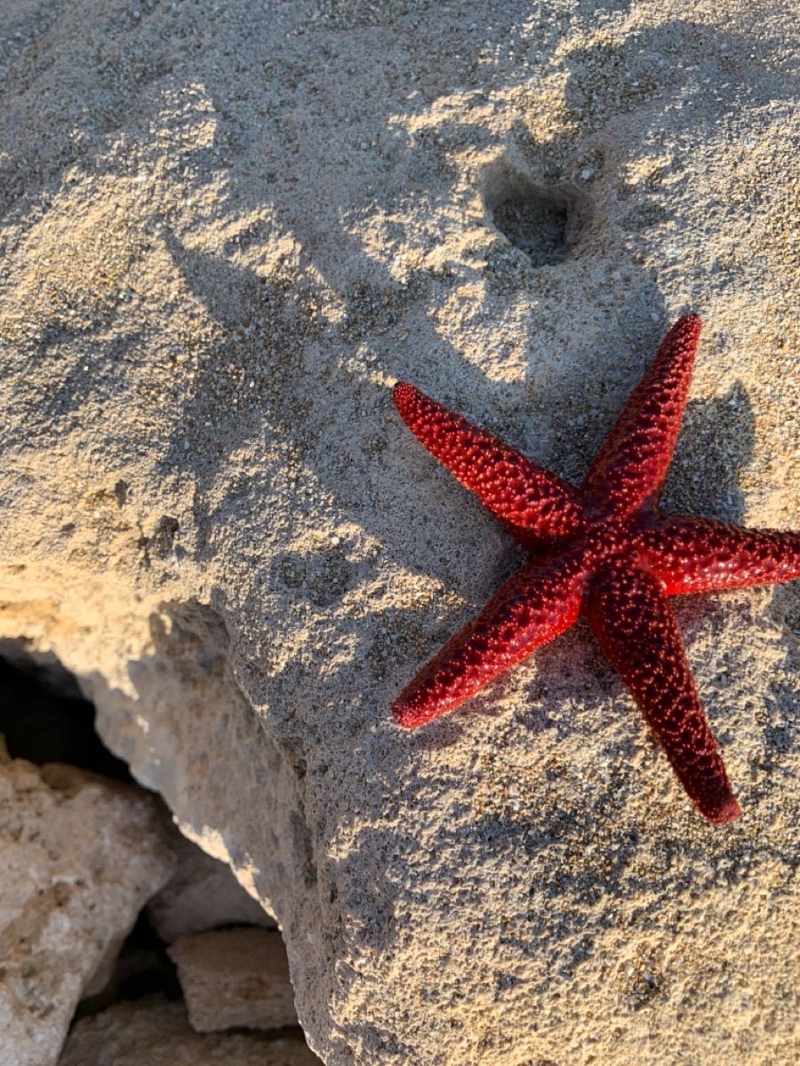 landspace tweet media