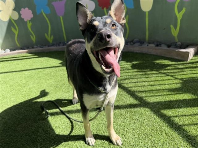 Sweet lass, Rocsi  (#A2183451), a 1-year-4-month-old female Pinscher mix, is ready for adoption. She's easy to leash w/ mild pull on walks, enjoys cuddling, sits for treats &amp; takes gently, &amp; playful.🤗 Meet w/o an appt at East Valley Shelter; <a href="/LACityPets/">LA Animal Services</a>; 
laanimalservices.com/shelters/east-…