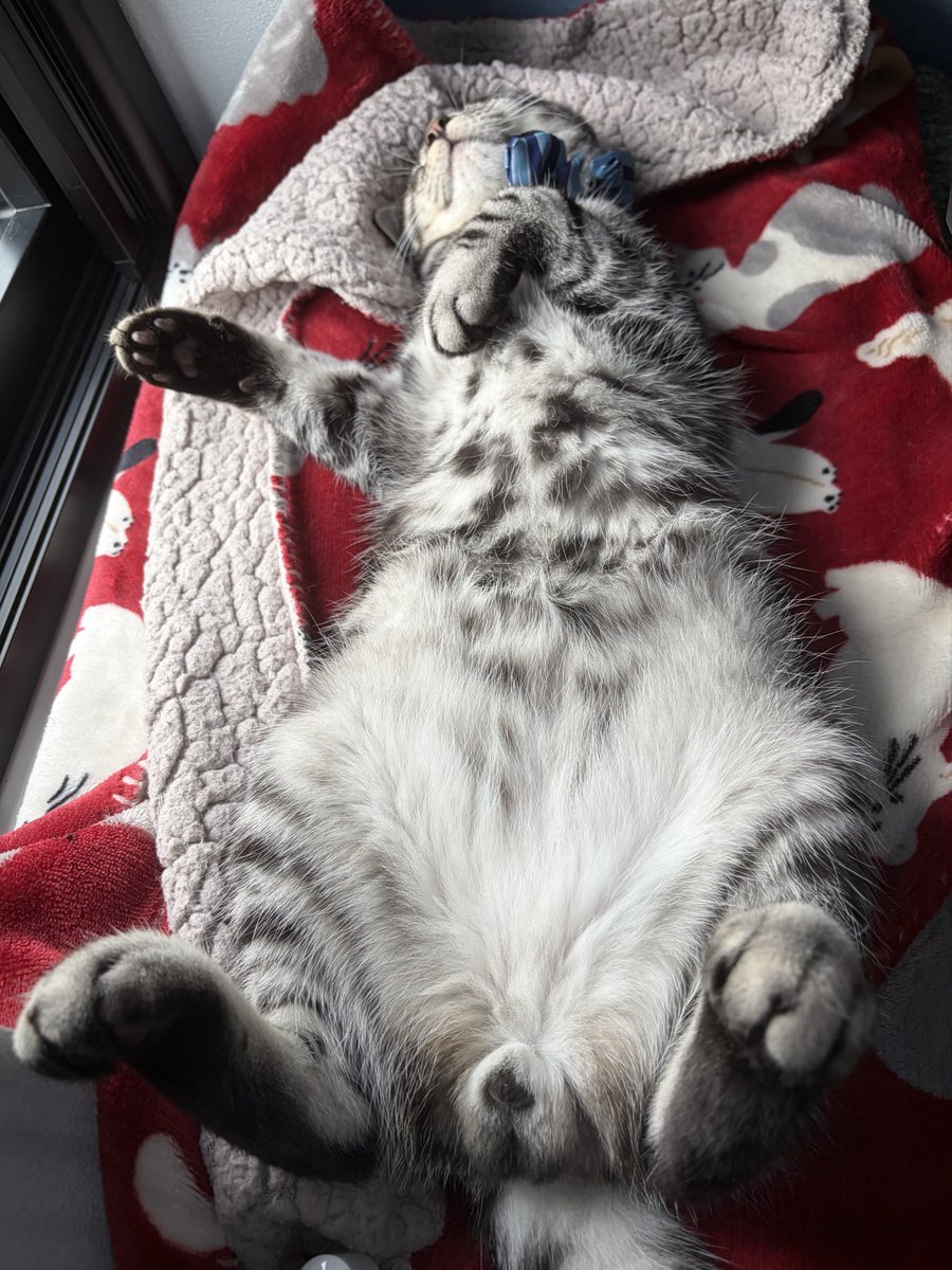 元気な綿棒☁️アメショやくも tweet media