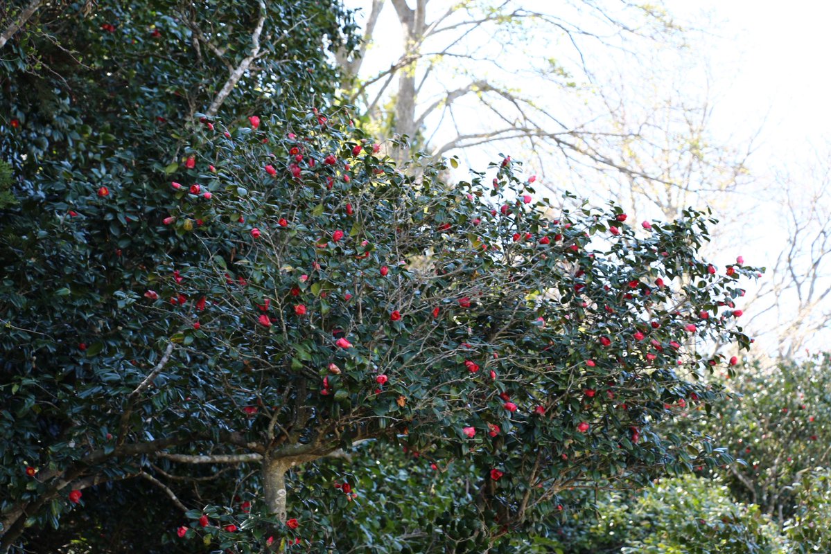 ヨナダ丸⛩巡礼と探訪 tweet media