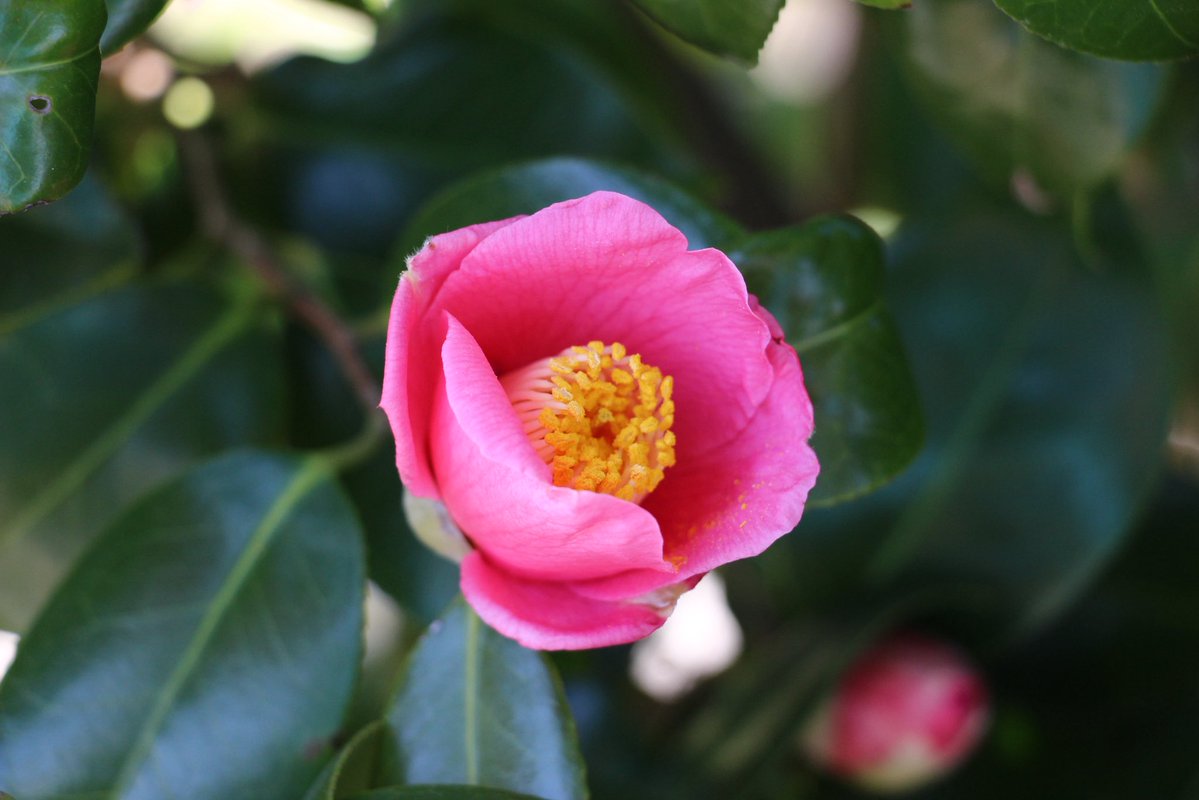 ヨナダ丸⛩巡礼と探訪 tweet media